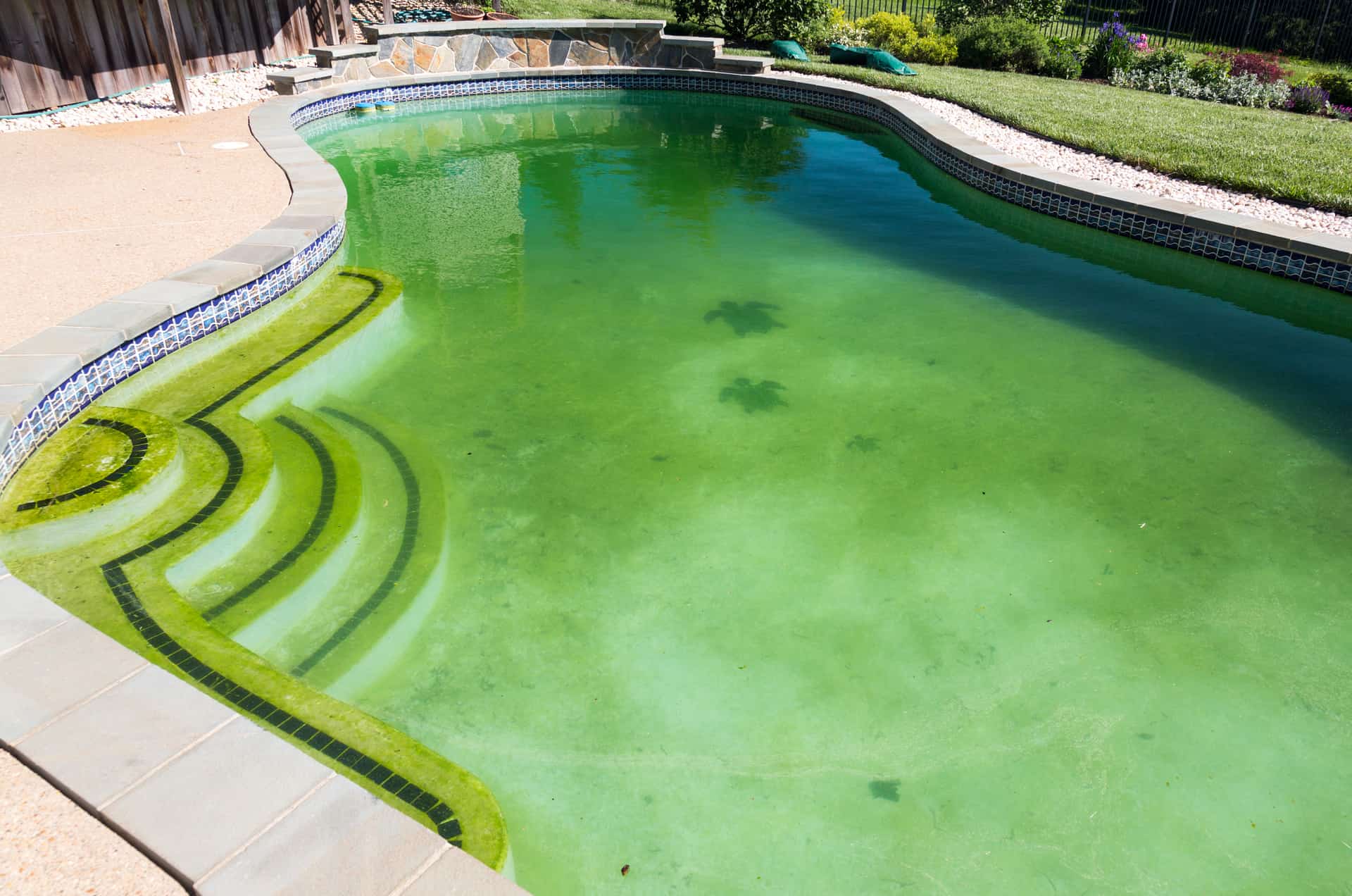 pool algae treatment